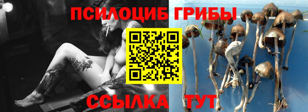 где продают наркотики  Вход с VPN  Галлюциногенные грибы GOLDEN TEACHER  Ейск  Псилоцибиновые грибы мухоморы 